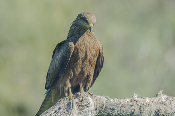 black kite