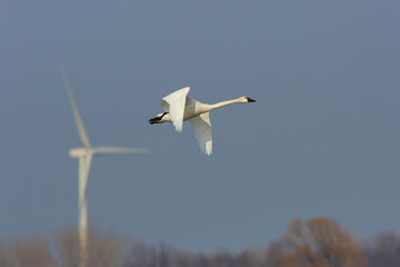Tundra Swan in flight with a wind turbine in the background