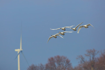 Group of Tundra Swans Migrating past a wind turbine