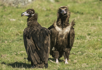 black bulture, aegypius monachus