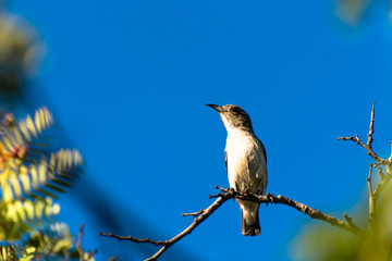 Bird on Tree