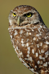 Portrait of Burrowing Owl