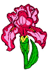 iris flower