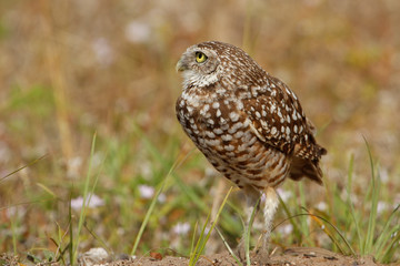 Fototapeta premium Burrowing Owl standing on the ground