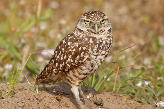 Burrowing Owls standing on the ground