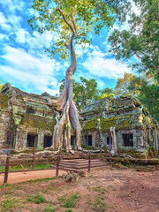 Obraz premium Ta Prohm Temple at Angkor Wat, Siem Reap Cambodia