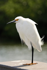 Snowy Egret