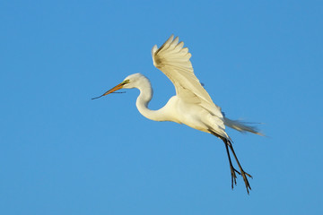 Great egret flying with building material
