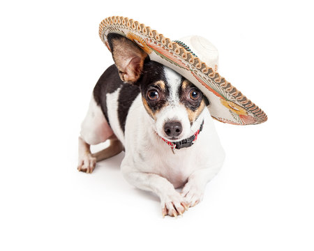 Chihuahua Dog Wearing Big Sombrero