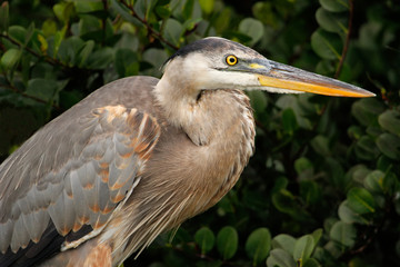 Portrait of Great blue heron