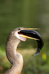 Anhinga eating fish