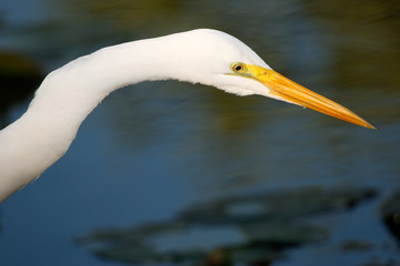 Portrait of Great egret