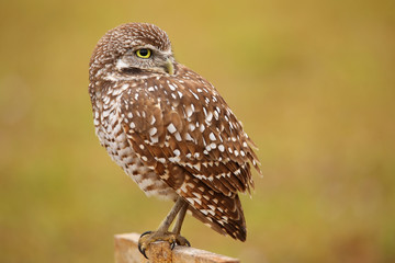 Burrowing Owl sitting on a pole