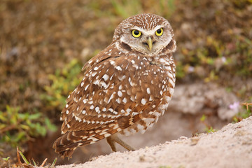 Burrowing Owl standing on the ground