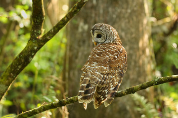 Barred owl (Strix varia) sitting on a tree