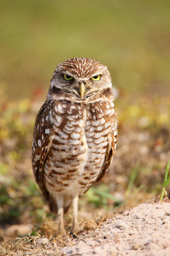 Burrowing Owl standing on the ground
