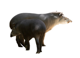 Adult and young tapirs.