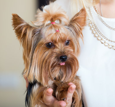  woman caressing charming Yorkie terrier