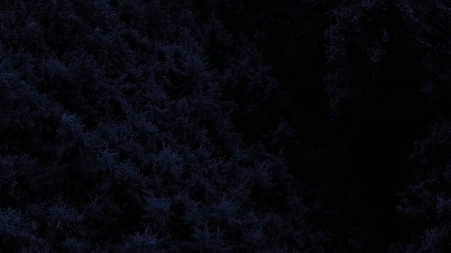 Flying Over Forest At Night