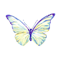 butterflies design