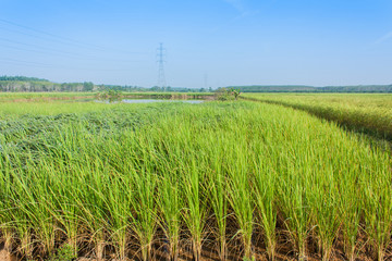 natural rice green field