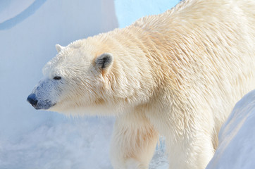 Fototapeta na wymiar Белые медведь.