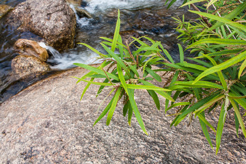 tree on water and rock