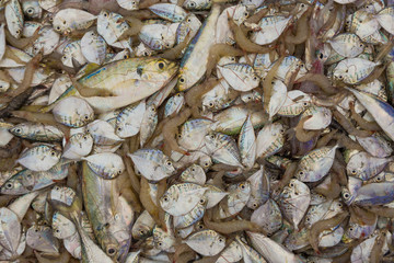 Variety of raw material for seafood