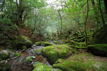 屋久島　白谷雲水峡