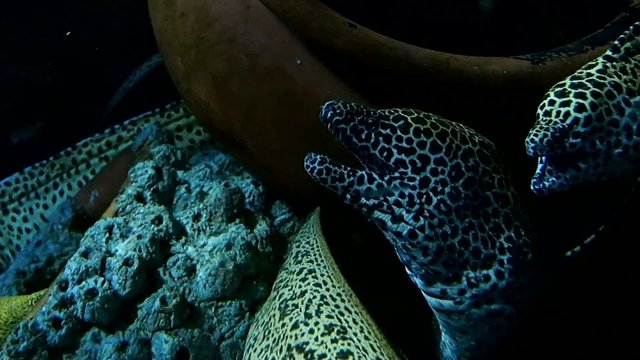 Dotted pattern Moray eels hiding in the pot underwater