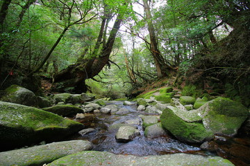 Naklejka premium 屋久島 白谷雲水峡