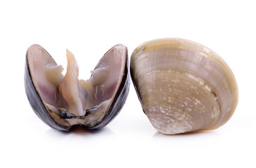 enamel venus shell on a white background