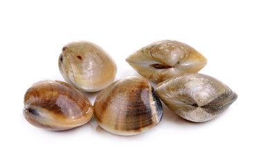 enamel venus shell on a white background