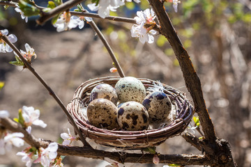 Quail eggs in a nest on a tree