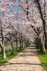 Cercles muraux Fleur de cerisier 桜並木