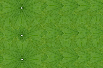 Fototapeta na wymiar Idea form leaf.(Pattern for wallpaper concept)
