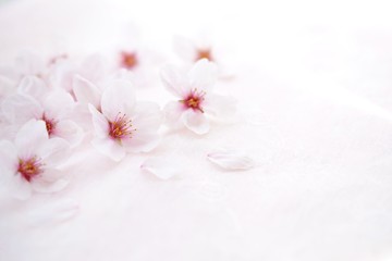 Obraz na płótnie Canvas 桜の花