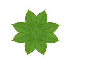 Obraz premium Idea form leaf.(Flower concept)