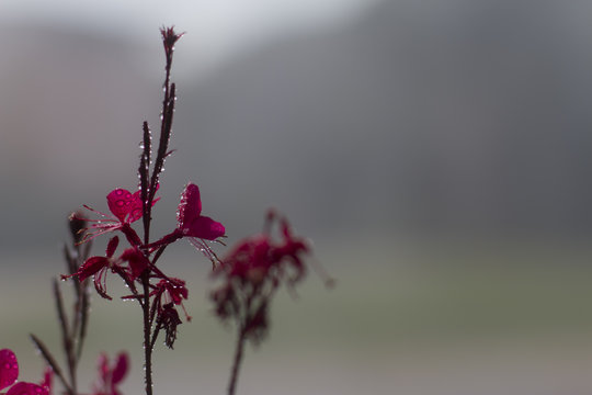 Mevsim Bahar ve &Ccedil;i&ccedil;ekler Yağmur Damlası Altında