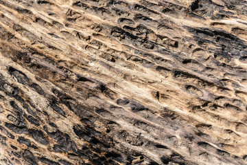 A tree trunk eroded by the water and the river sand