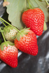 いちご畑　スカイベリー