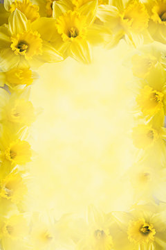 frame from  daffodils, yellow flower background with copy space