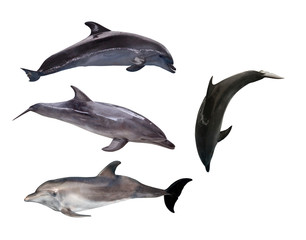 four grey doplhins isolated on white