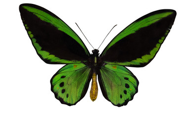 green and black large butterfly isolated on white