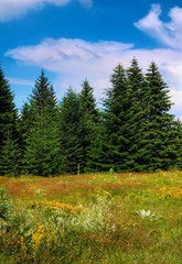 Fototapeta premium Spring pine view