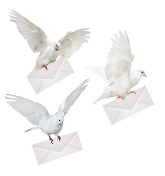 isolated three doves carrying white envelope