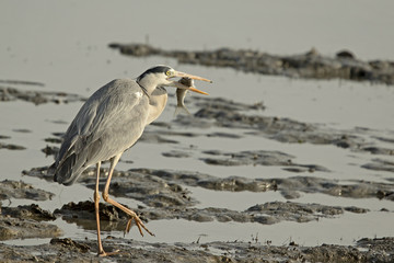 Grey Heron Holding Fish