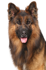 German shepherd dog