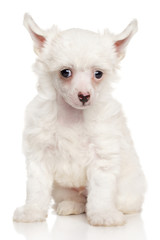 Portrait of Chinese Crested puppy