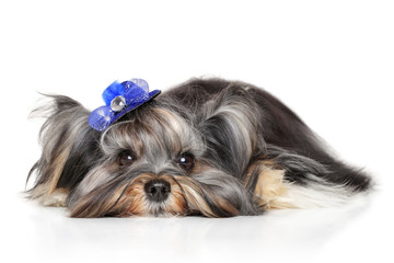 Yorkshire terrier lying down